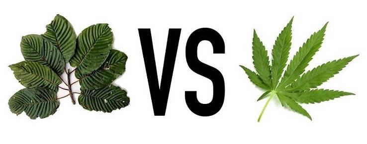 Kratom vs Marijuana