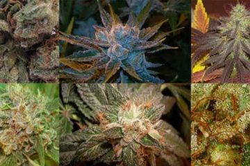 marijuana strains