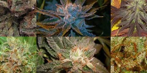 marijuana strains
