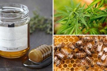 Cannabis Honey