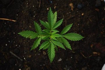 Grow Marijuana